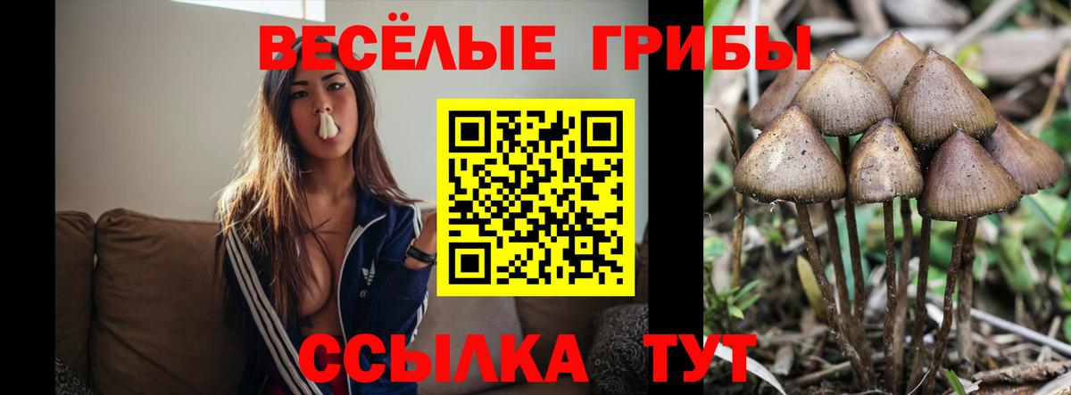 Галлюциногенные грибы Psilocybine cubensis Алексин